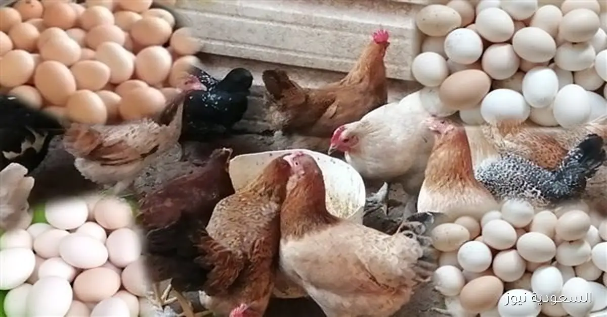أسعار الدواجن والبانيه اليوم الإثنين: هل تصل لـ50 جنيها؟ مفاجآت تنتظرك!