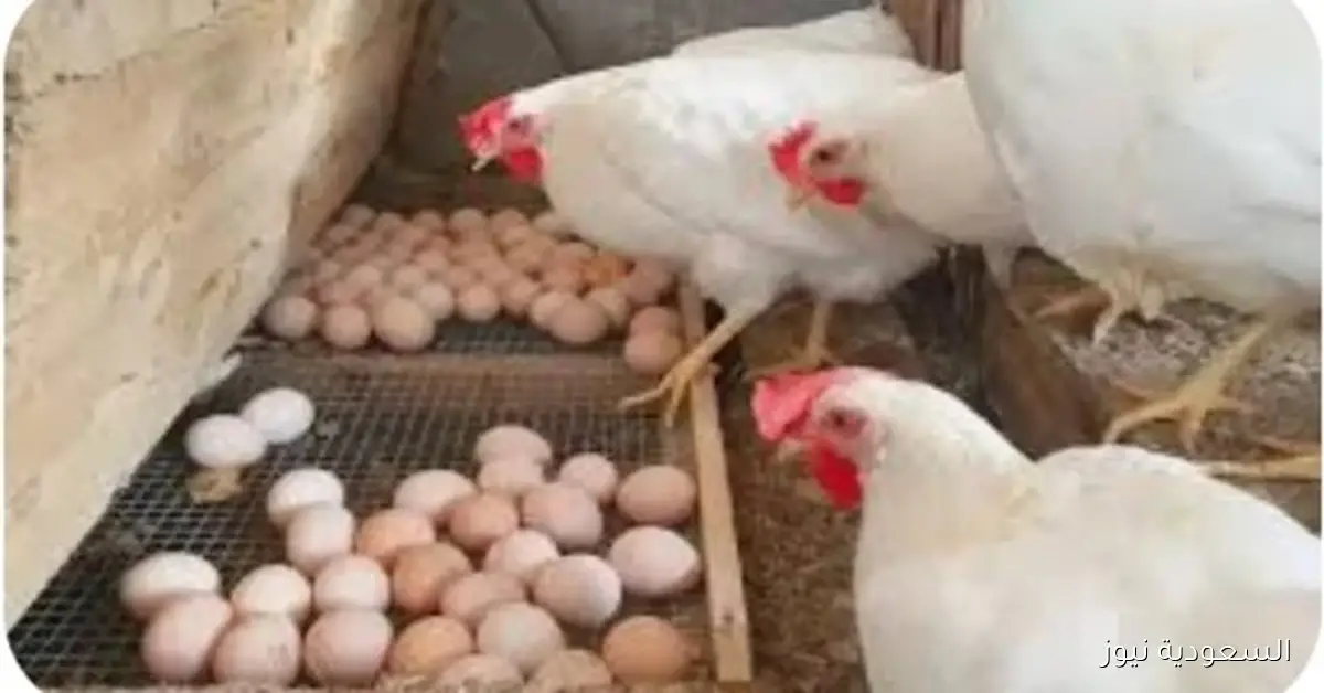 أسعار الدواجن والطيور اليوم الثلاثاء 30 سبتمبر والبيض ثابت دون تغيير