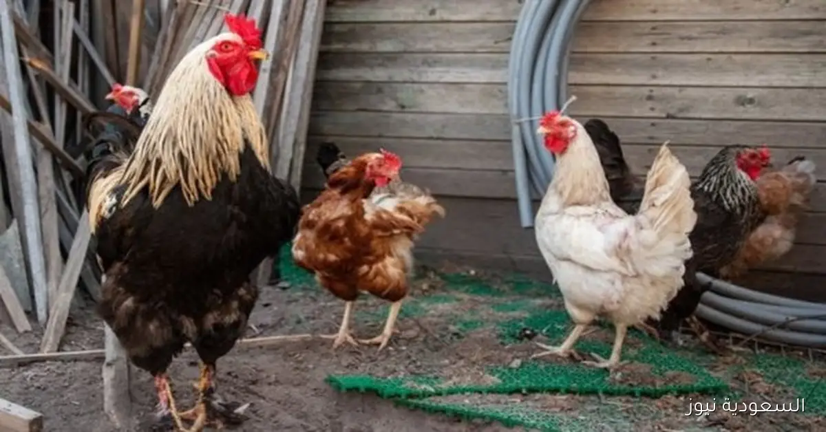 استقرار نسبي في أسعار الدواجن والطيور مع توازن سعر البيض