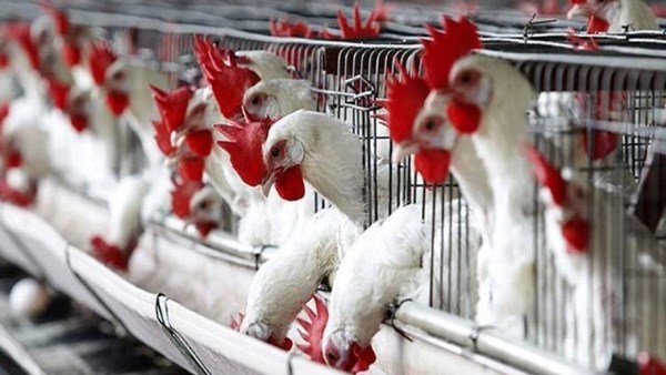 أسعار الدواجن تنخفض مجددًا.. كم ستشتريها بكرة؟