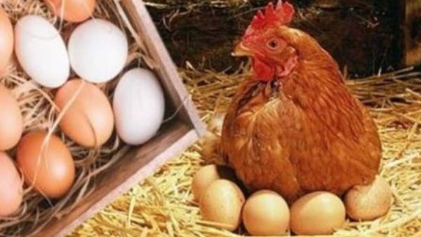 أسعار الدواجن والبانيه اليوم الثلاثاء: تعرف على سعر الكيلو