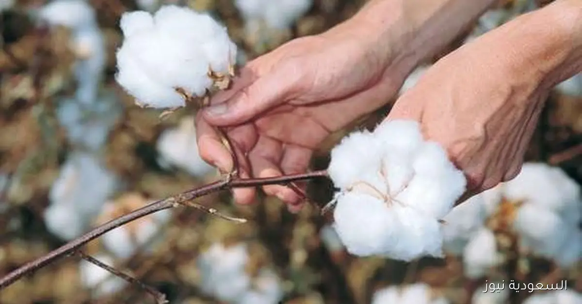 أهم تحديات زراعة الذهب الأبيض في مصر بمناسبة اليوم العالمي للقطن