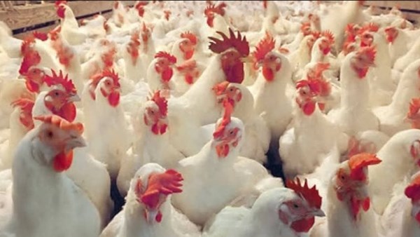 استقرار نسبي في أسعار الدواجن والطيور مع توازن أسعار البيض