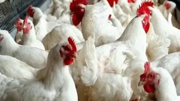 استقرار نسبي في أسعار الدواجن والطيور مع توازن في أسعار البيض