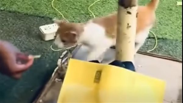 الأمن يحقق في حادثة إلقاء قطة من علو بعد إطعامها