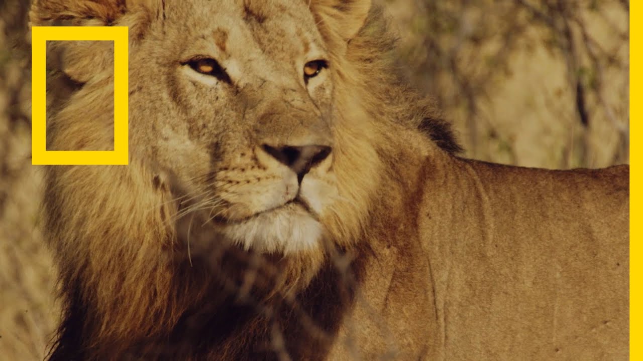 «وثائقي طول اليوم».. نزل تردد قناة ناشيونال جيوغرافيك الجديد 2025 بجودة عالية على جميع الأقمار!