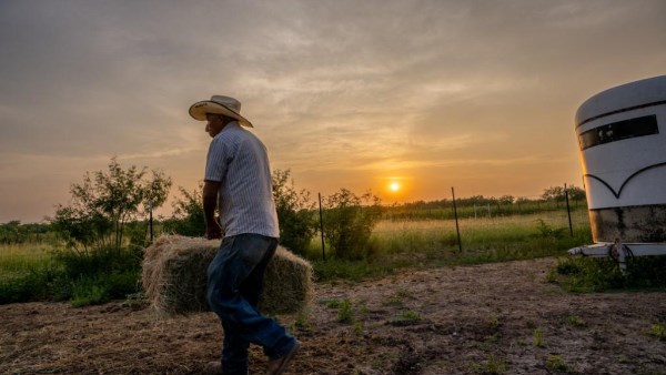 خطة ترامب لاستيراد لحوم الأبقار من الأرجنتين تثير استياء المزارعين الأمريكيين