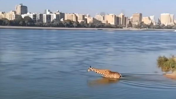 زرافة تستحم في نهر النيل: اكتشف الحقيقة الكاملة وراء الفيديو المتداول