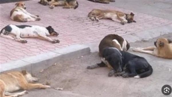 سيدة تجد 3 كلاب مسمومة في أرض فضاء بحدائق الأهرام وتحرر محضرًا