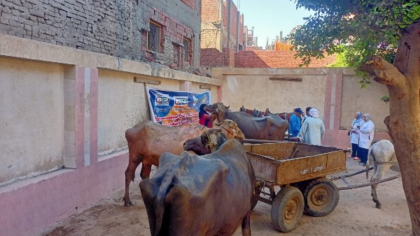 قافلة بيطرية مجانية بالجيزة لعلاج 1000 رأس ماشية