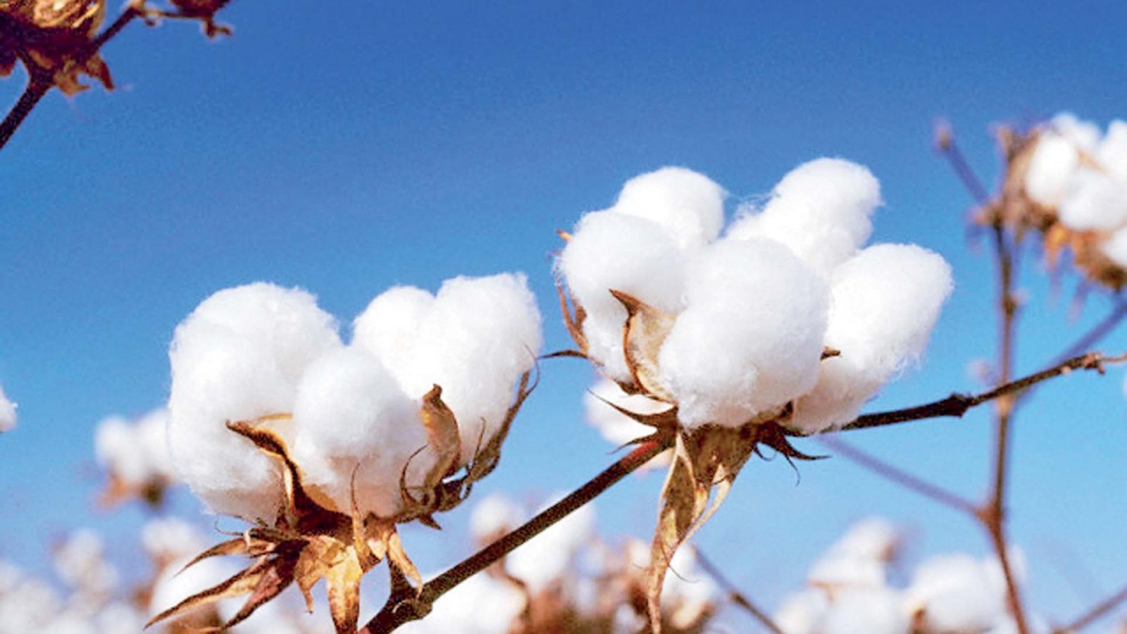 وزير الزراعة يعلن حظر نقل أقطان الزهر بين الوجهين البحري والقبلي بدون ترخيص