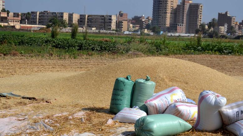 أسعار الأرز الشعير اليوم الخميس 27-11-2025.. الشعبة توضح سبب الانخفاض