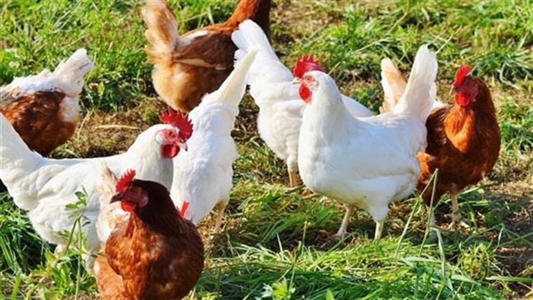 أسعار الدجاج الأبيض في بورصة الدواجن ليوم الاثنين 24-11-2025