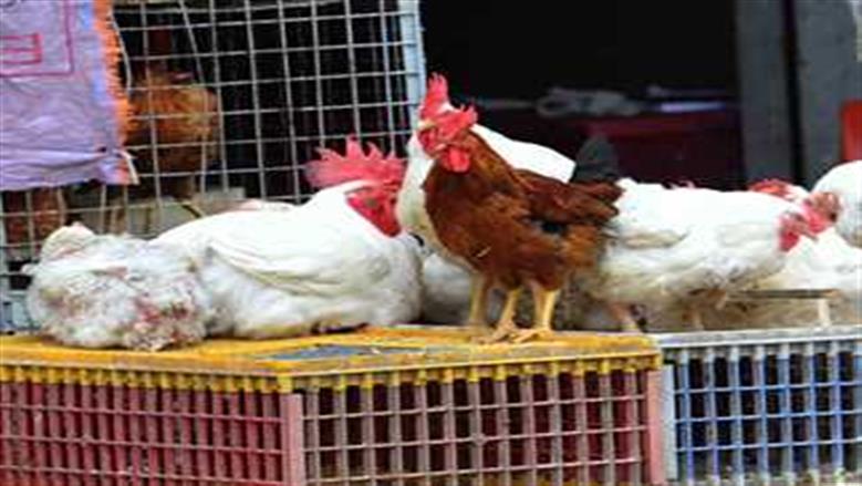 أسعار الدجاج الأبيض في سوق الدواجن اليوم الأربعاء 26-11-2025