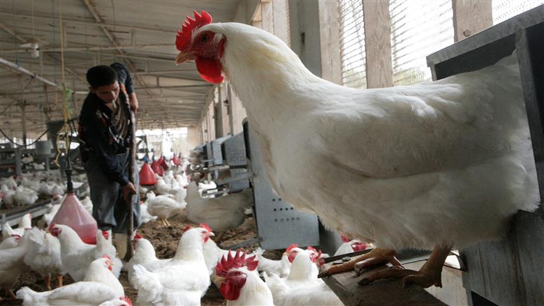 أسعار الدواجن البيضاء والبلدي في بورصة الدواجن اليوم الخميس 27-11-2025