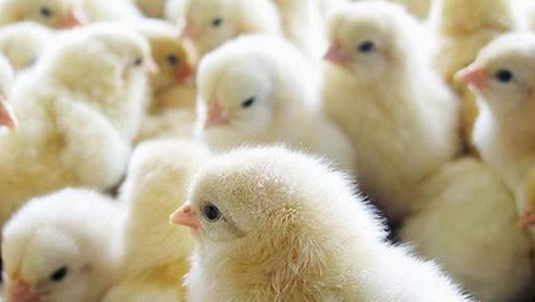 أسعار الكتاكيت في سوق الدواجن اليوم الجمعة 21 نوفمبر 2025