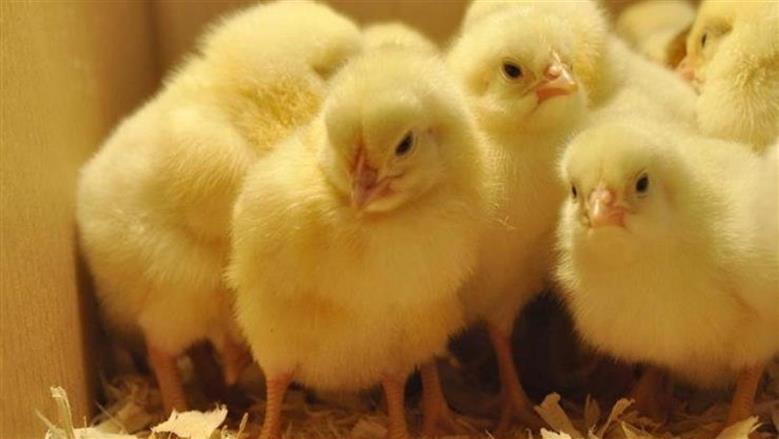 أسعار الكتاكيت في سوق الدواجن اليوم الخميس 27-11-2025