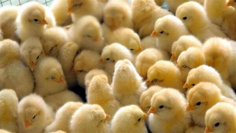 أسعار الكتاكيت في سوق الدواجن اليوم السبت 22-11-2025