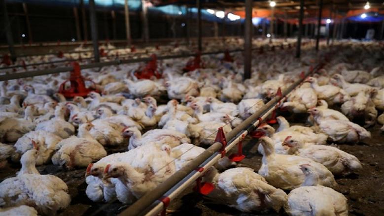 تحديث أسعار الدواجن اليوم الجمعة 28-11-2025 للفراخ البيضاء والساسو