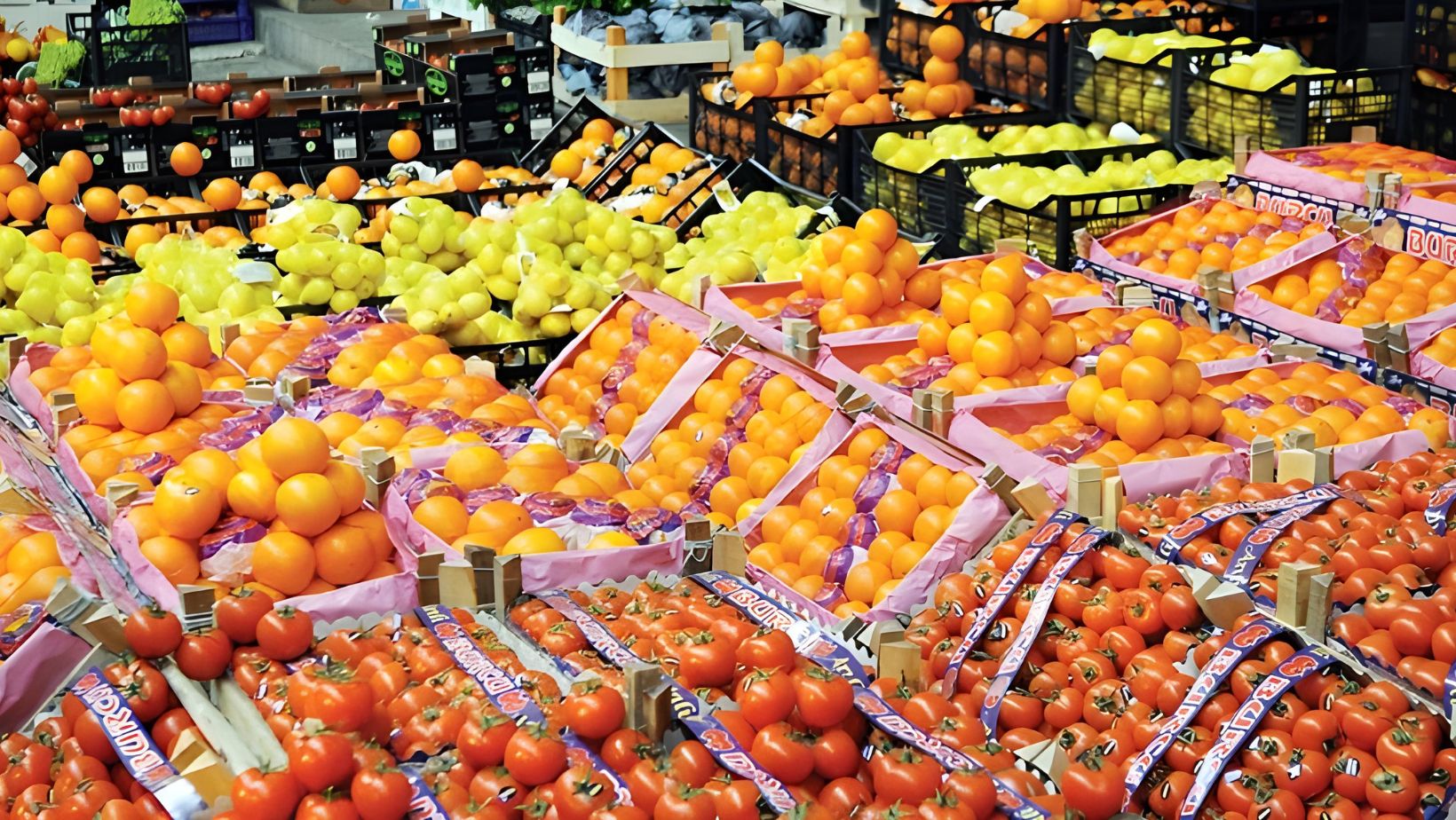 زيادة صادرات مصر الزراعية إلى 8.5 مليون طن بزيادة 700 ألف طن عن السنة الماضية