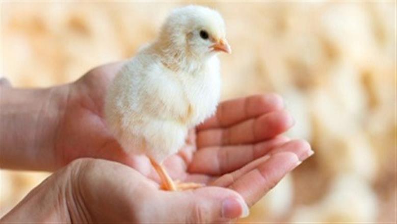 سعر الكتكوت الأبيض في سوق الدواجن اليوم السبت 29-11-2025