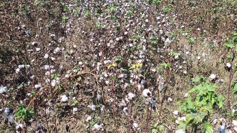 سعر قنطار القطن في بحري وقبلي ليوم الأربعاء 19 يناير 2025