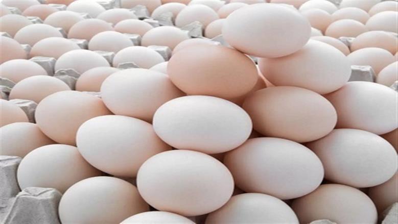 سعر كرتونة البيض في سوق الدواجن النهارده الثلاثاء 18-11-2025