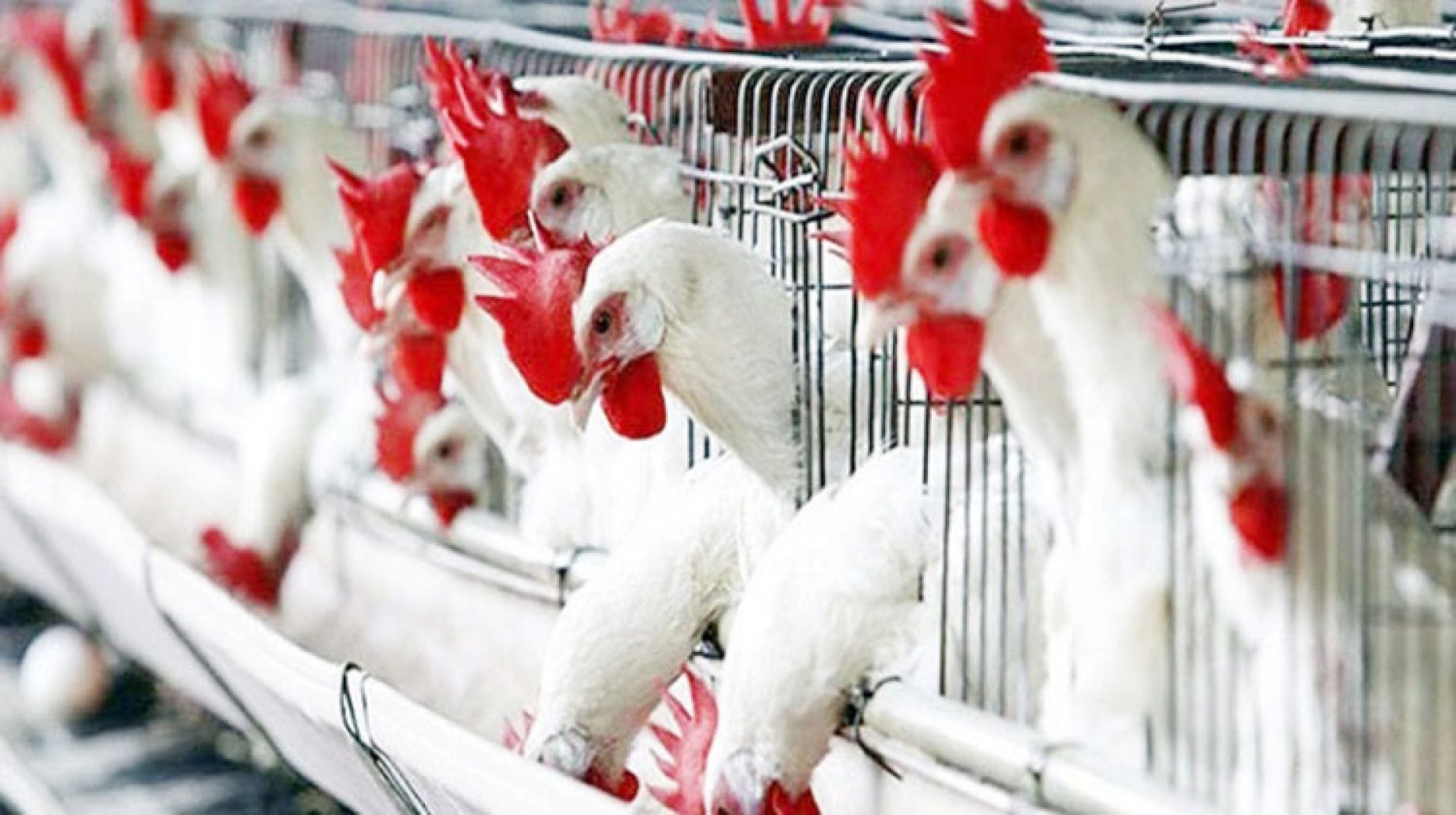 أسعار الفراخ البيضاء في بورصة الدواجن اليوم السبت 6-12-2025 تشهد تراجعًا