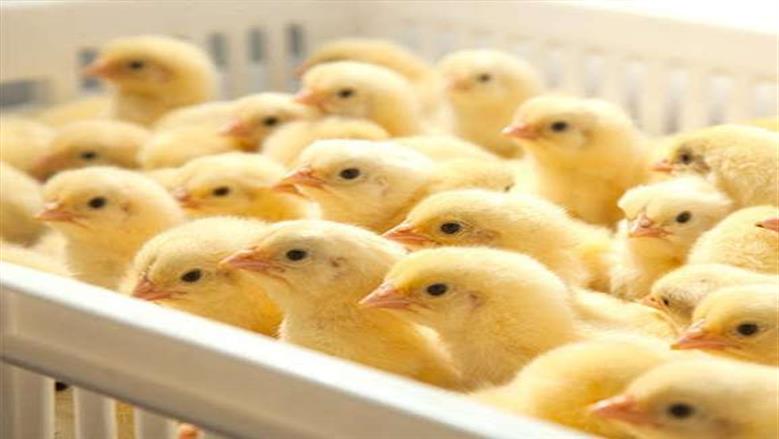 أسعار الكتاكيت في سوق الدواجن اليوم الثلاثاء 2-12-2025