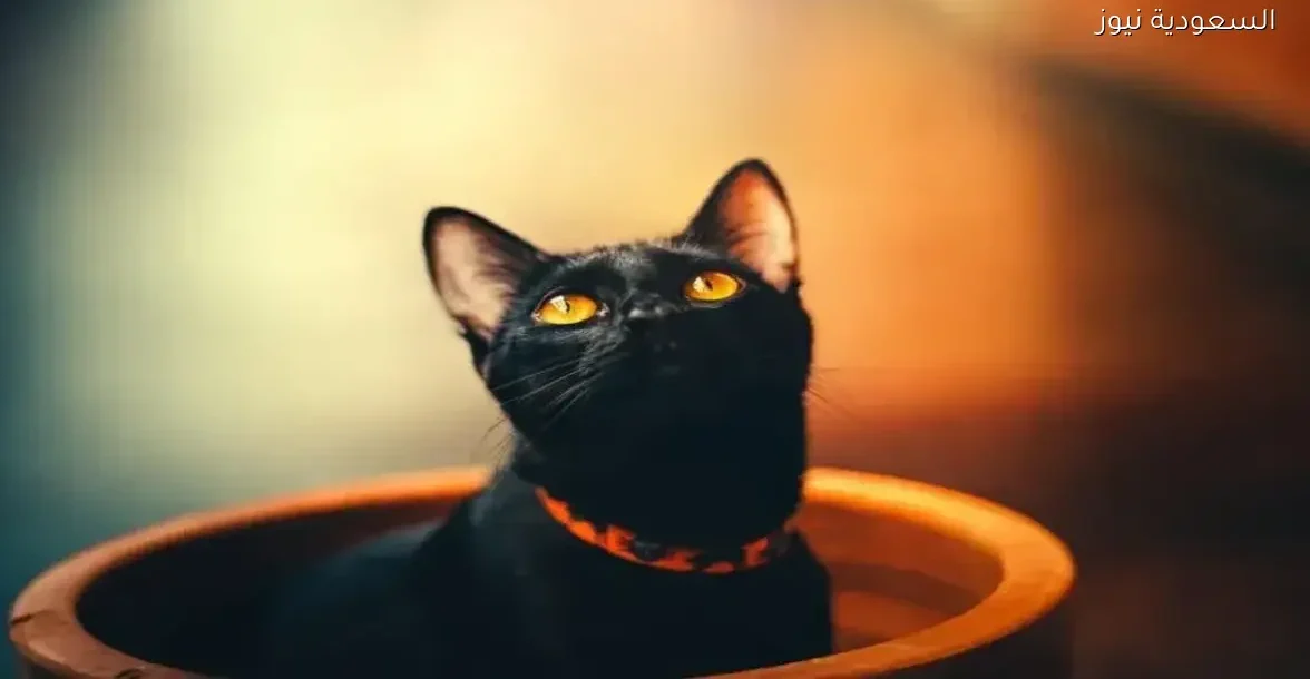 تفسير رؤية القط الأسود في المنام: دلالات وتحذيرات مهمة حسب ابن سيرين والنابلسي