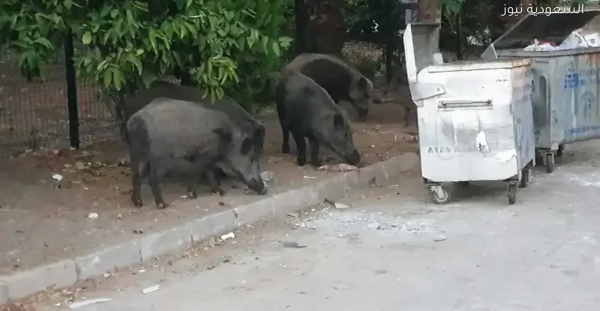 خنازير برية تثير القلق في إزمير بتركيا بسبب ظاهرة غير مسبوقة