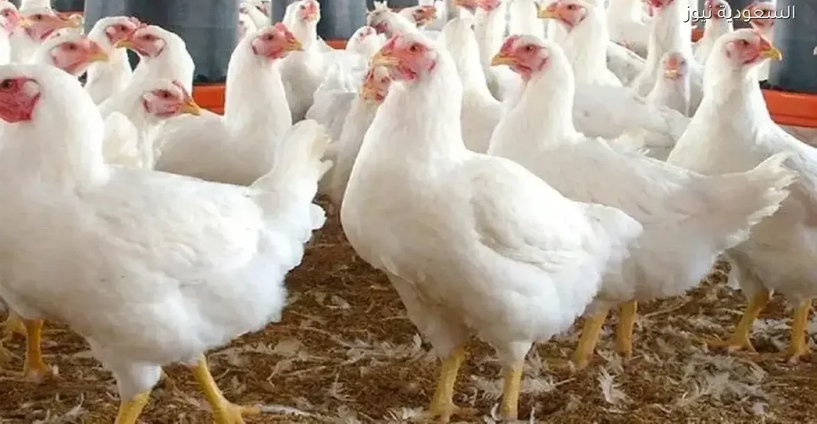 سعر الفراخ في مصر اليوم الأحد 21 ديسمبر 2025 وتوقعات السوق