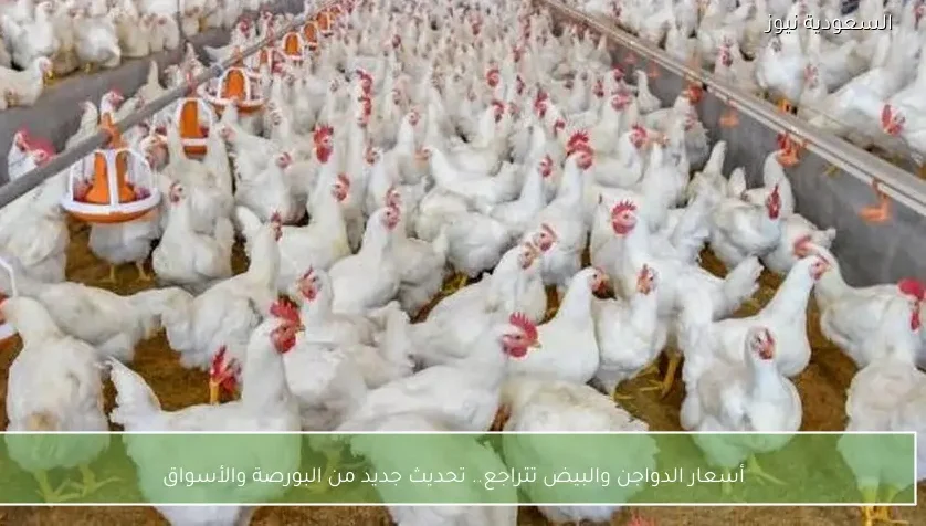 أسعار الدواجن والبيض تتراجع.. تحديث جديد من البورصة والأسواق