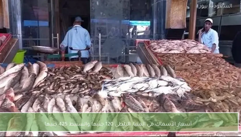 أسعار الأسماك في المنيا: البلطي 120 جنيها والسبيط 425 جنيها