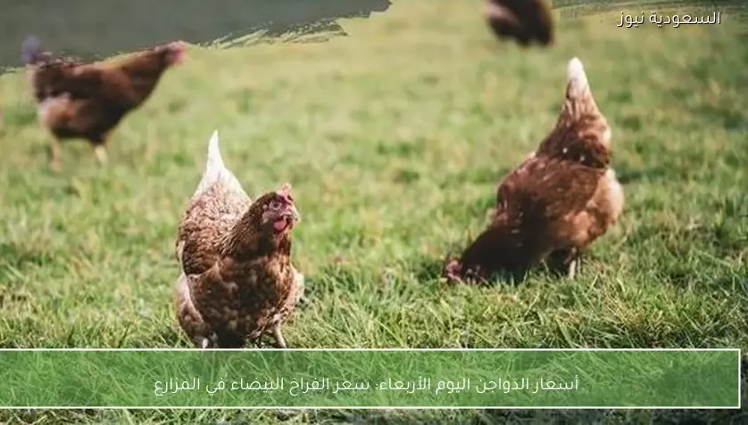 أسعار الدواجن اليوم الأربعاء: سعر الفراخ البيضاء في المزارع