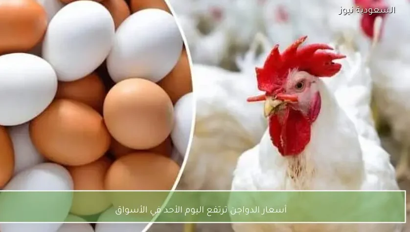 أسعار الدواجن ترتفع اليوم الأحد في الأسواق