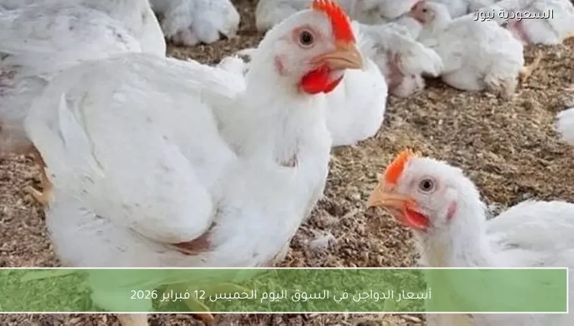 أسعار الدواجن في السوق اليوم الخميس 12 فبراير 2026