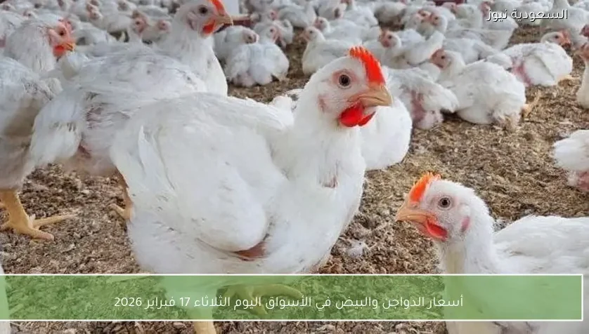 أسعار الدواجن والبيض في الأسواق اليوم الثلاثاء 17 فبراير 2026