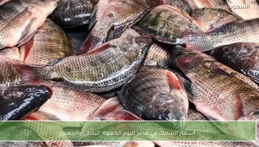 أسعار السمك في مصر اليوم الجمعة: البلطي والجمبري