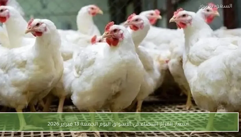 أسعار الفراخ البيضاء في الأسواق اليوم الجمعة 13 فبراير 2026