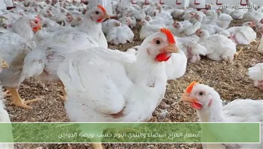 أسعار الفراخ البيضاء والبلدي اليوم حسب بورصة الدواجن