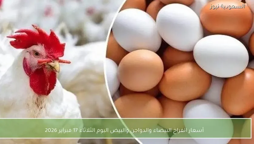 أسعار الفراخ البيضاء والدواجن والبيض اليوم الثلاثاء 17 فبراير 2026