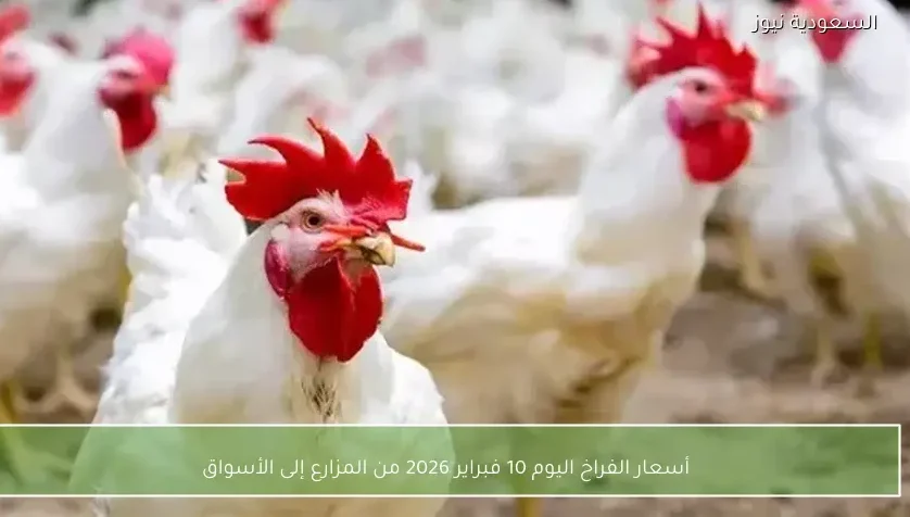 أسعار الفراخ اليوم 10 فبراير 2026 من المزارع إلى الأسواق