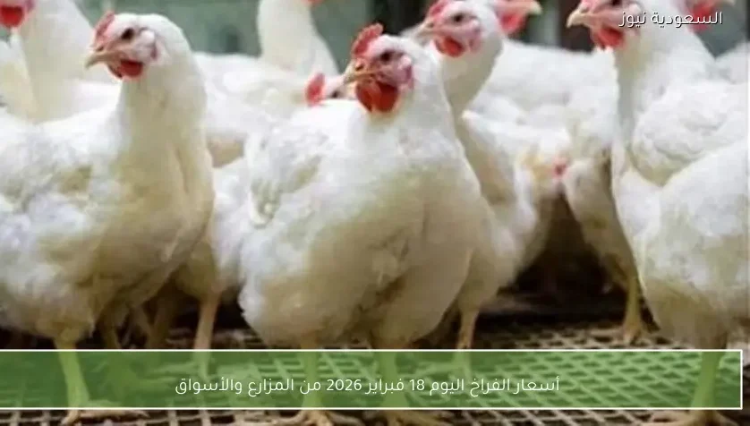 أسعار الفراخ اليوم 18 فبراير 2026 من المزارع والأسواق