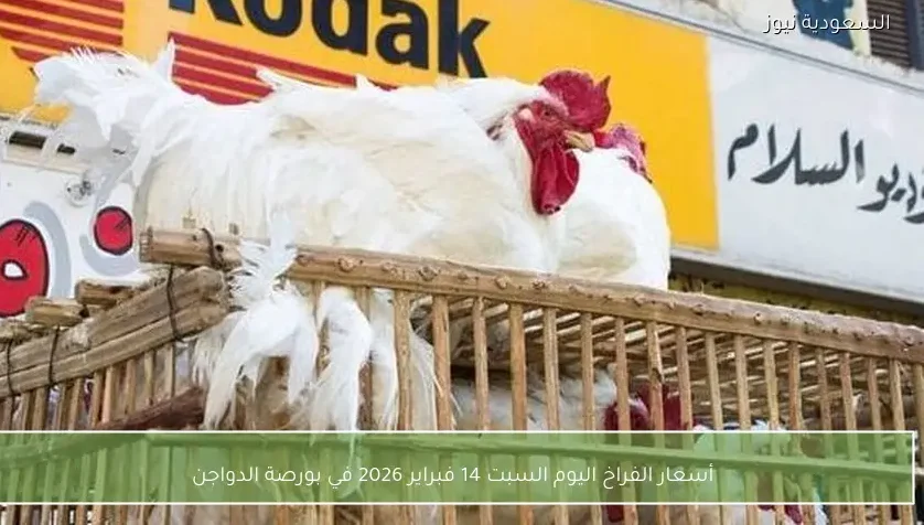 أسعار الفراخ اليوم السبت 14 فبراير 2026 في بورصة الدواجن
