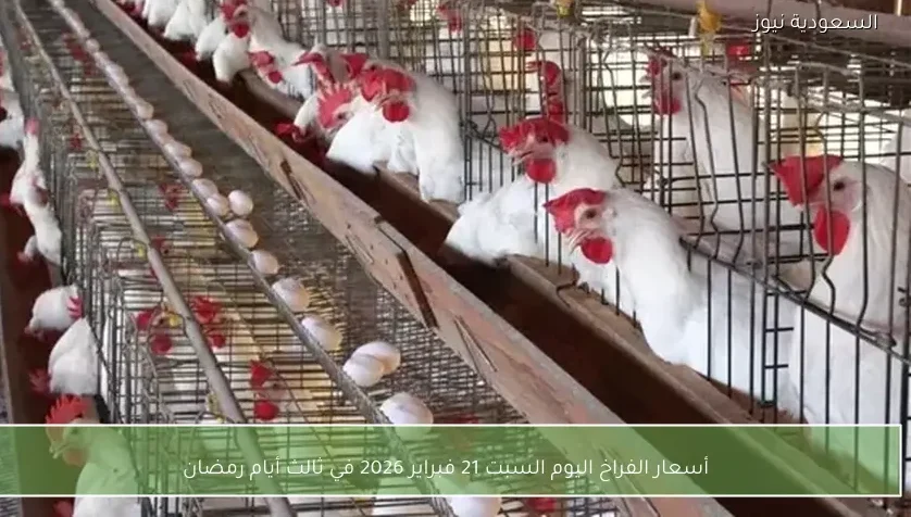 أسعار الفراخ اليوم السبت 21 فبراير 2026 في ثالث أيام رمضان