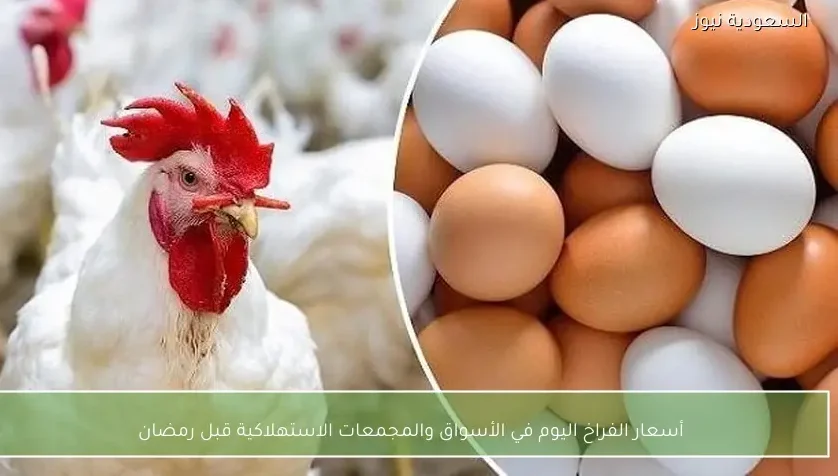 أسعار الفراخ اليوم في الأسواق والمجمعات الاستهلاكية قبل رمضان