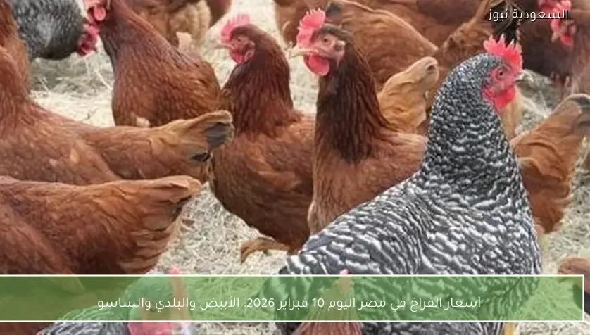 أسعار الفراخ في مصر اليوم 10 فبراير 2026: الأبيض والبلدي والساسو