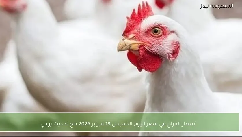 أسعار الفراخ في مصر اليوم الخميس 19 فبراير 2026 مع تحديث يومي