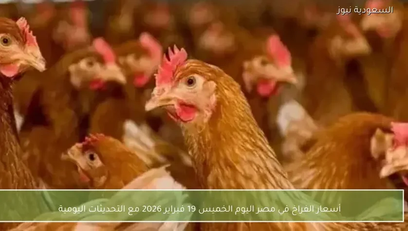 أسعار الفراخ في مصر اليوم الخميس 19 فبراير 2026 مع التحديثات اليومية